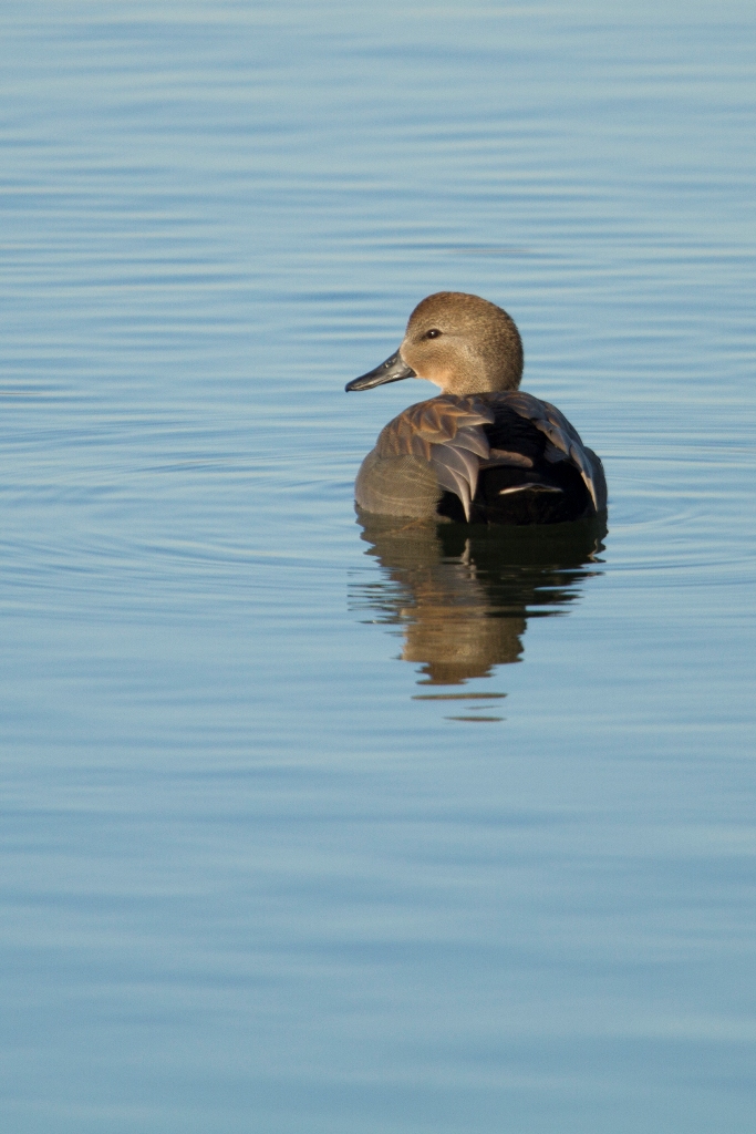 Canard chipeau mâle