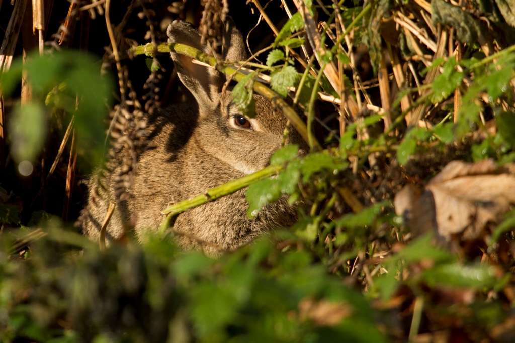 Lapin de garenne