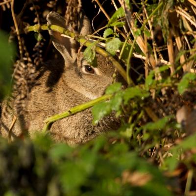 Lapin de garenne