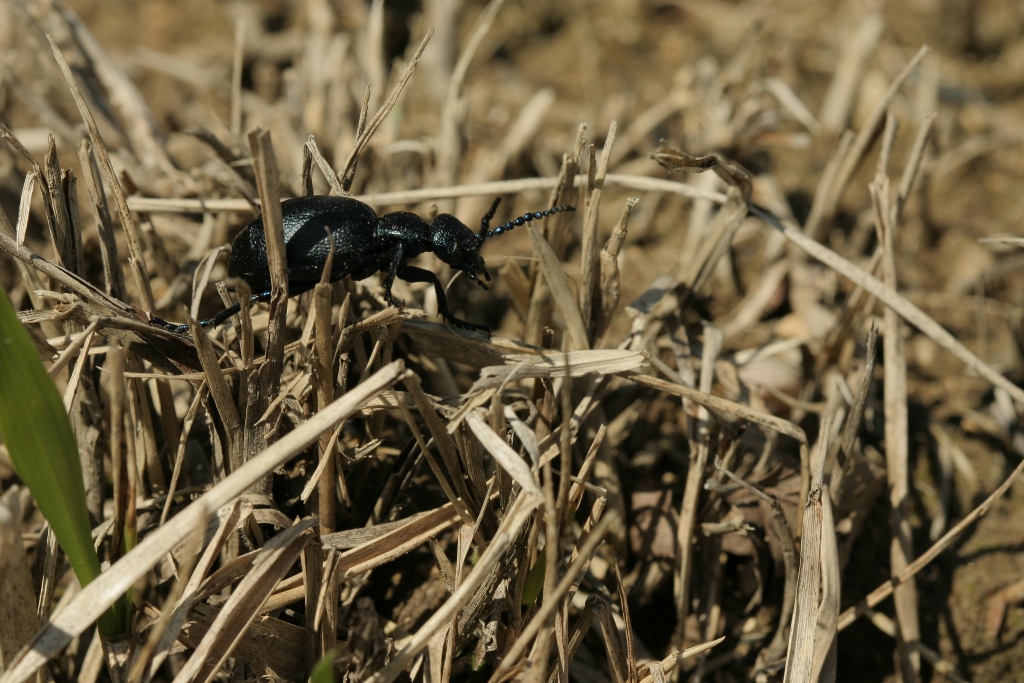 Meloe proscarabeus (St Maurice ss les côtes)