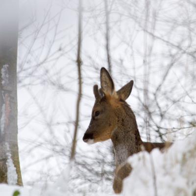 Un brocard se promène sur le haut d'une digue