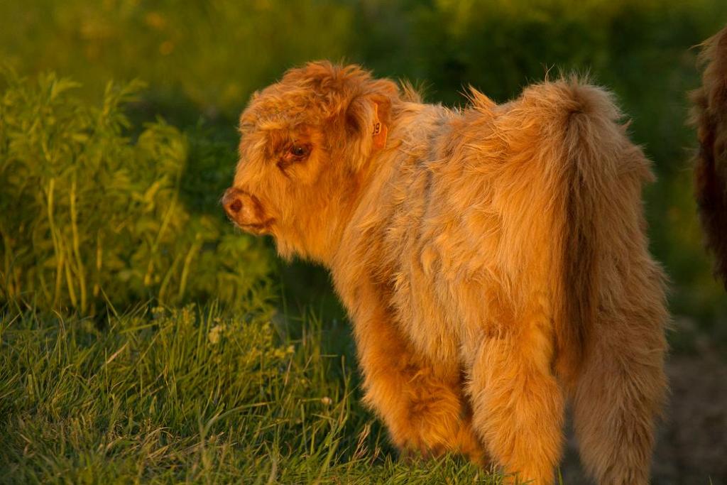 Veau de Highlands Cattle