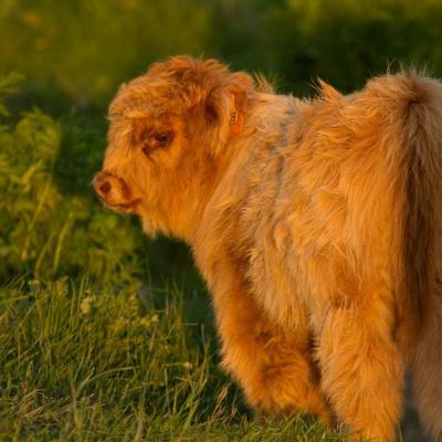 Veau de Highlands Cattle