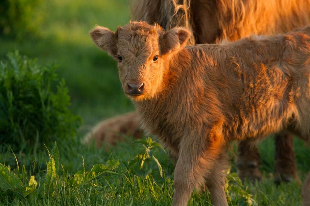 Jeune veau Highlands de 15 jours