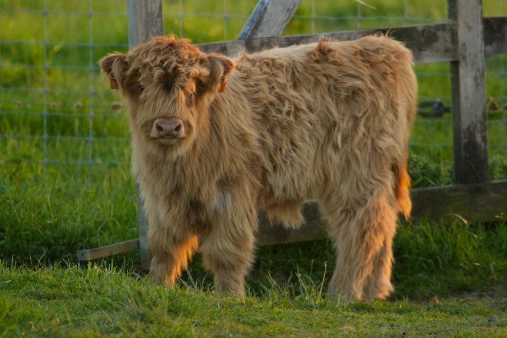 Veau de Highlands cattle