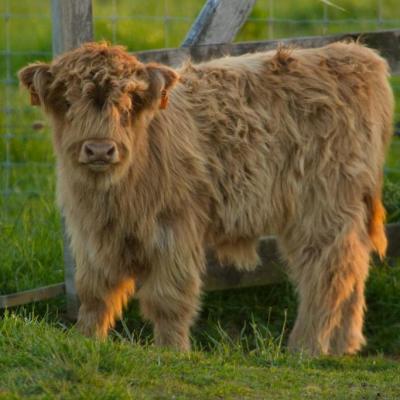 Veau de Highlands cattle