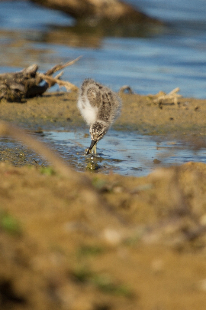 Poussin d'avocette élégante