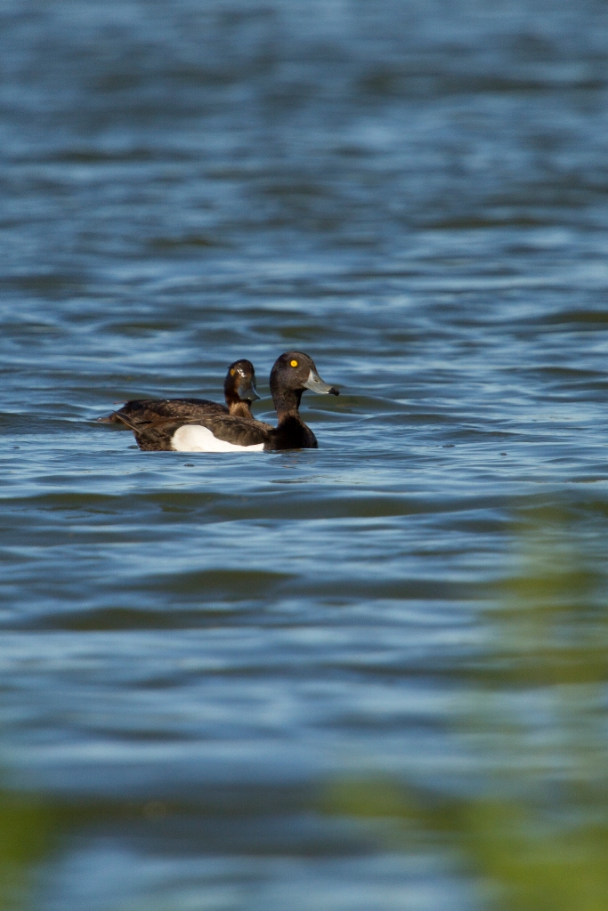 Couple de fuligule morillon