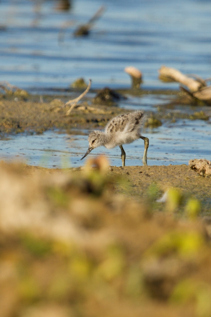 Poussin d'avocette 