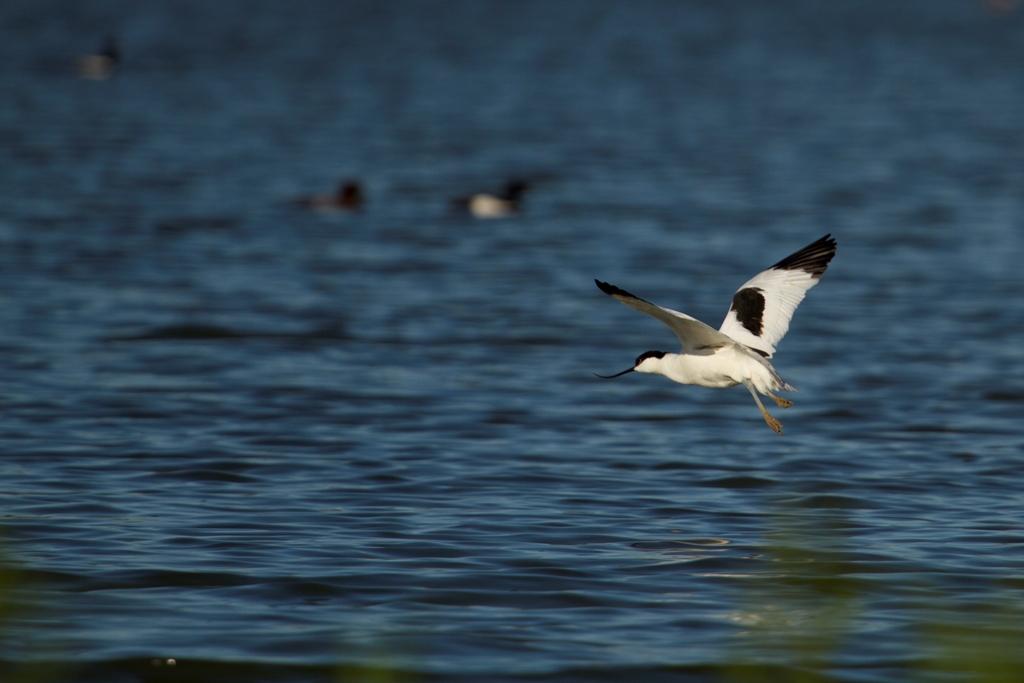 Avocette en vol