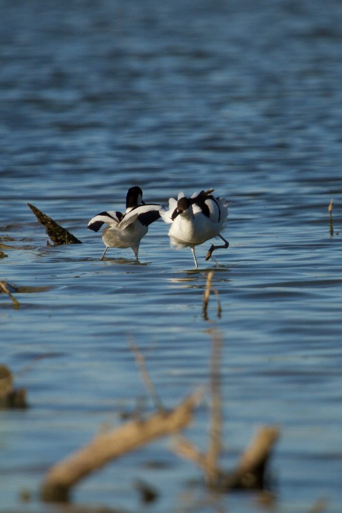 Couple d'avocette élégante