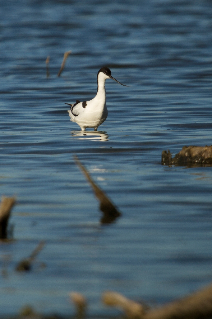 Avocette