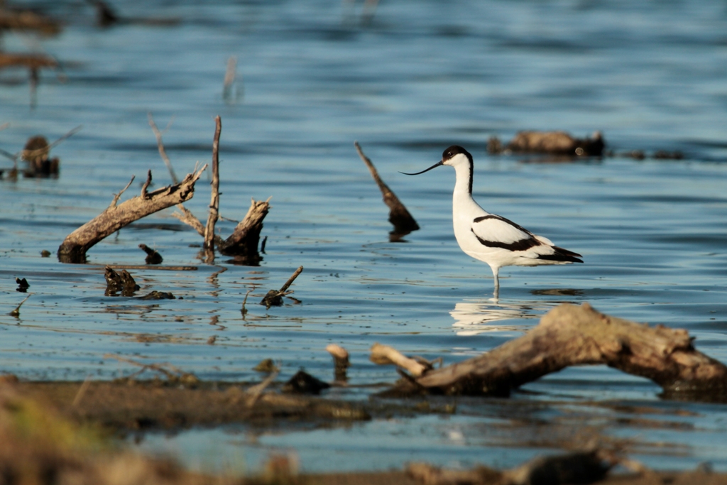 Avocette élégante