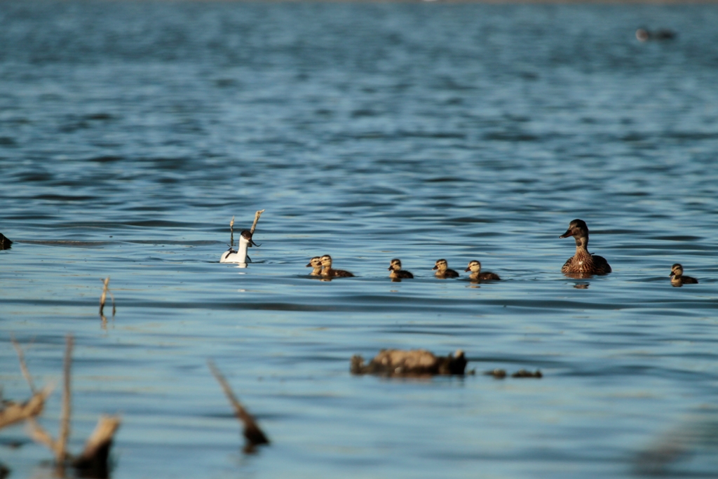 Approche de l'avocette