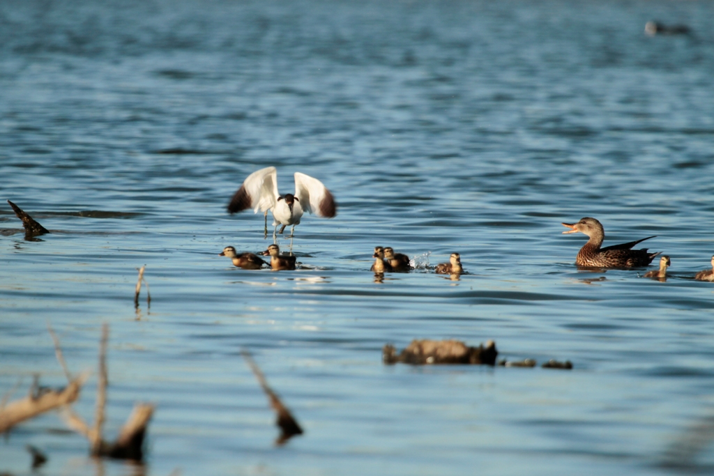 Attaque d'avocette sur poussins de canard chipeau