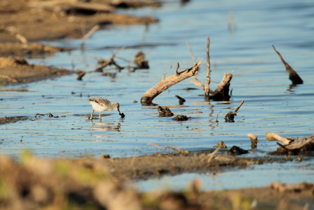 Poussin d'avocette élégante