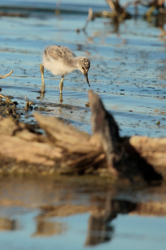 Semblant de prédation sur poussin d'avocette élégante