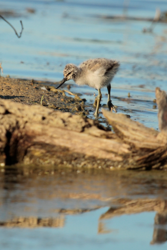 Poussin d'avocette