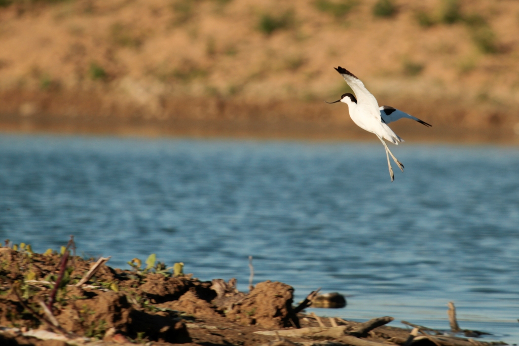 Avocette, colonisation d'un nouveau milieu, sans végétation