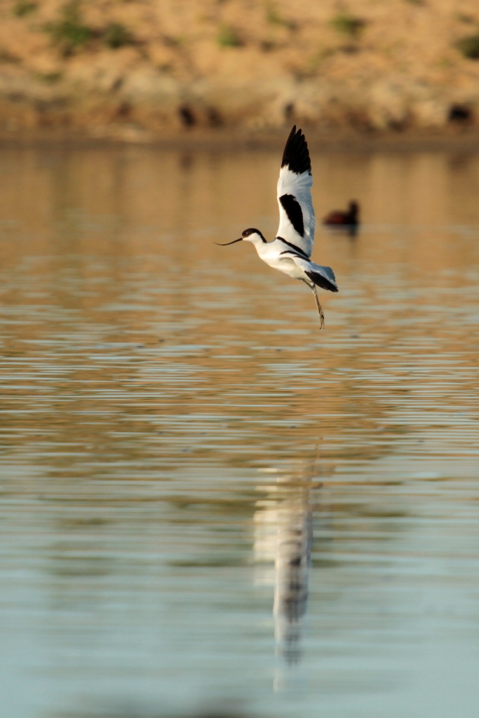 Avocette au vol