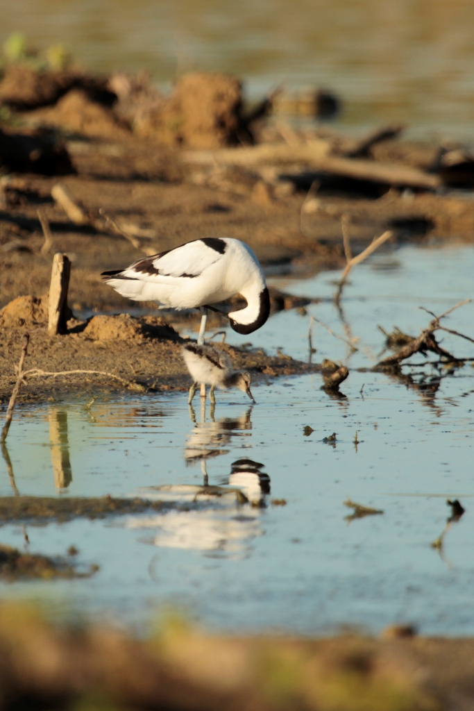 Avocette élégante et son poussin