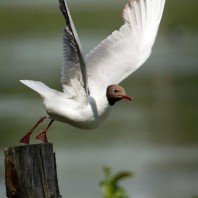 Envol de mouette