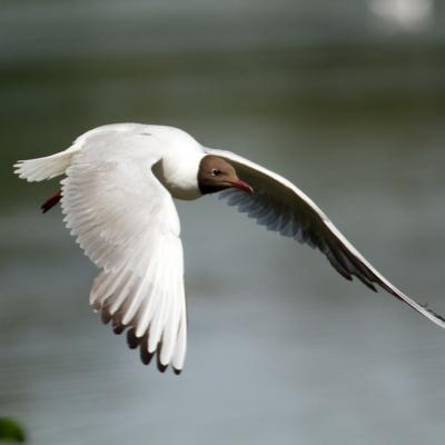 Mouette rieuse