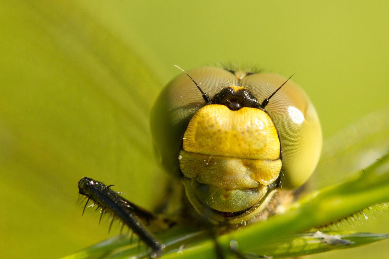 Portrait d'Orthetrum réticulé