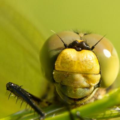 Portrait d'Orthetrum réticulé