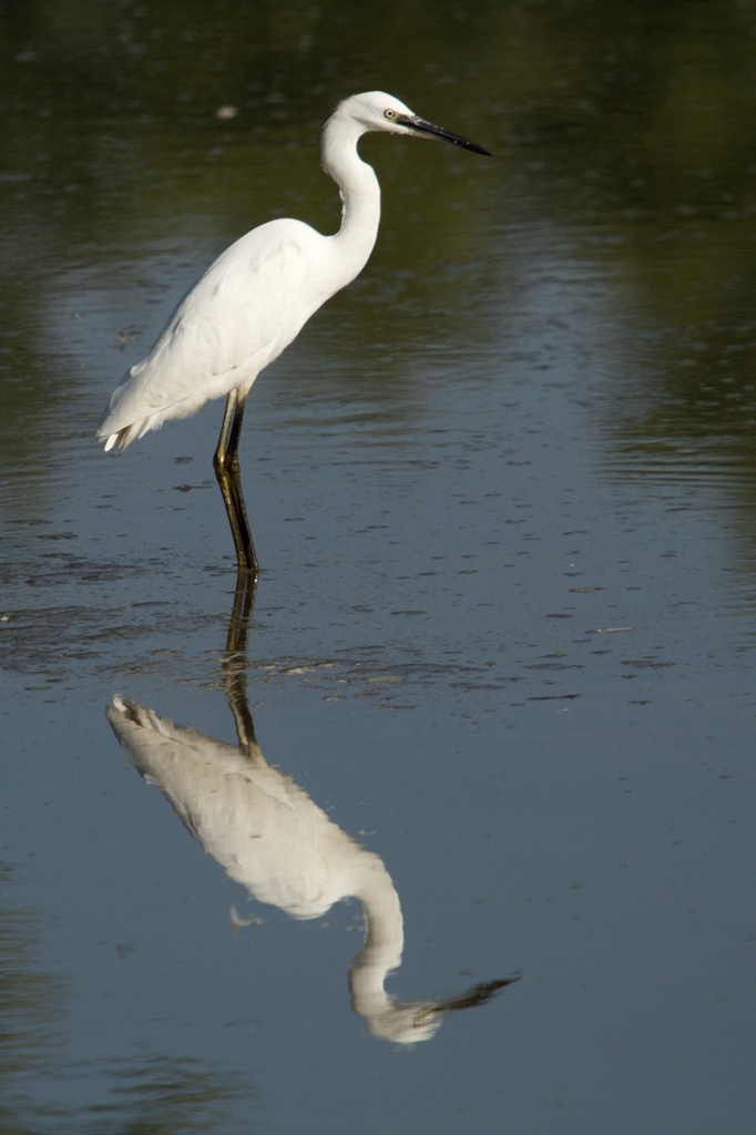 Reflet d'aigrette garzette