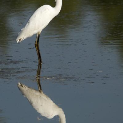 Reflet d'aigrette garzette