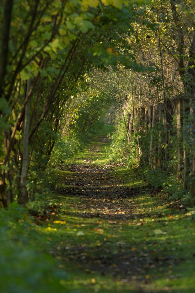 Chemin de l'observatoire Sud