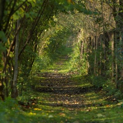 Chemin de l'observatoire Sud