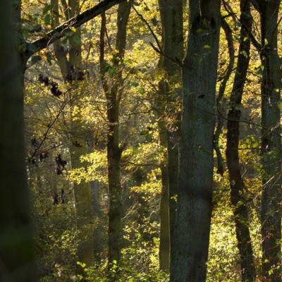 Ambiance forestière