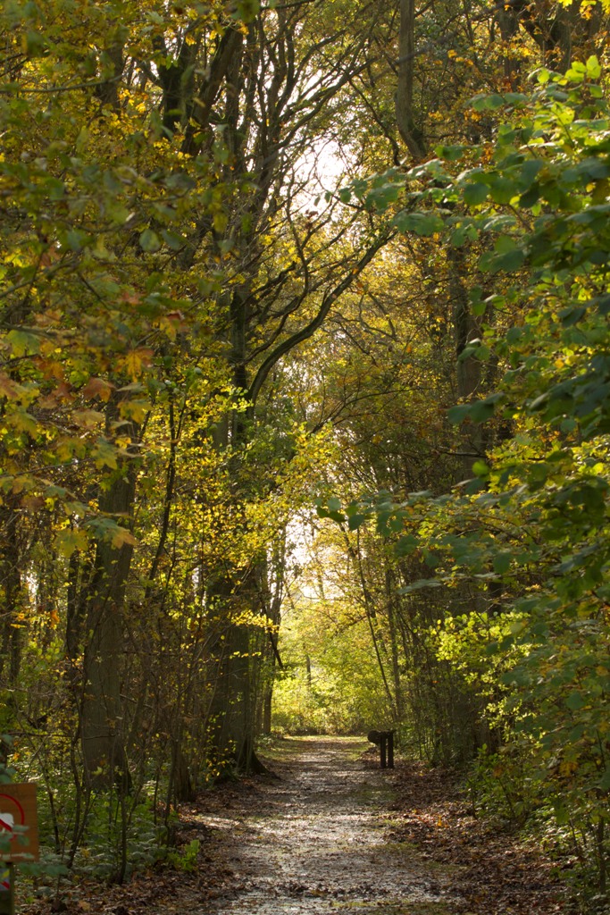 Chemin du chevreuil