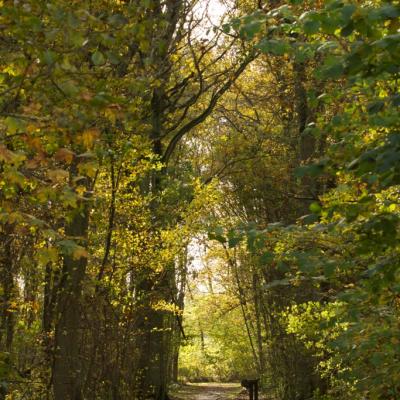 Chemin du chevreuil