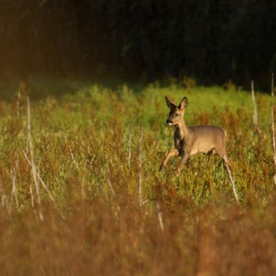 Faon ou jeune chevrillard court vers sa mère