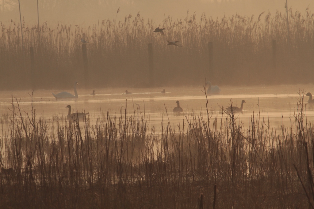 Aube sur prairie humide