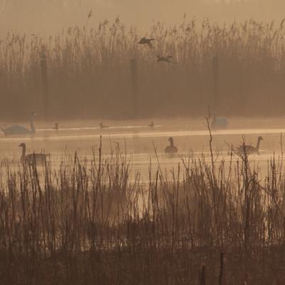 Aube sur prairie humide