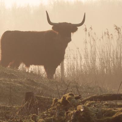 Highlands dans la brume, hommage à Dian Fossey et Jane Goodall