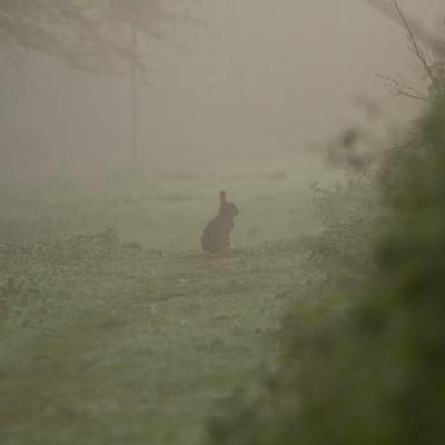 Lapereau à l'aube, début du comptage