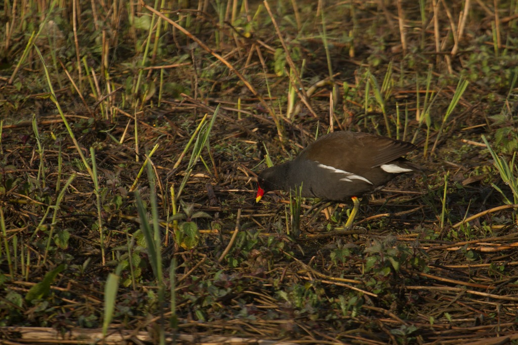 Gallinule poule d'eau