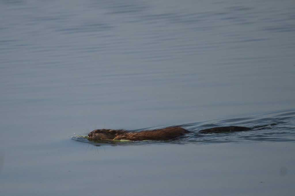 Rat musqué en thalasso