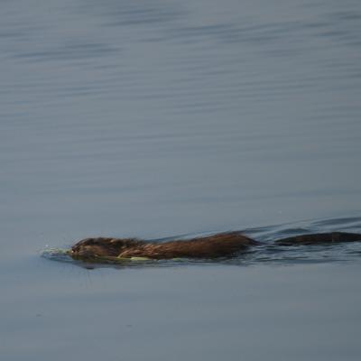 Rat musqué en thalasso