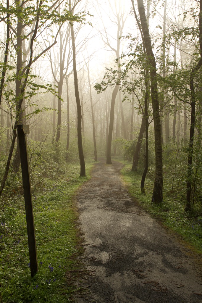 Cheminement forestier, derniers instants de brume matinale