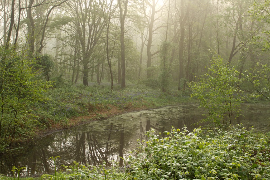 Mare aux grenouilles rousses