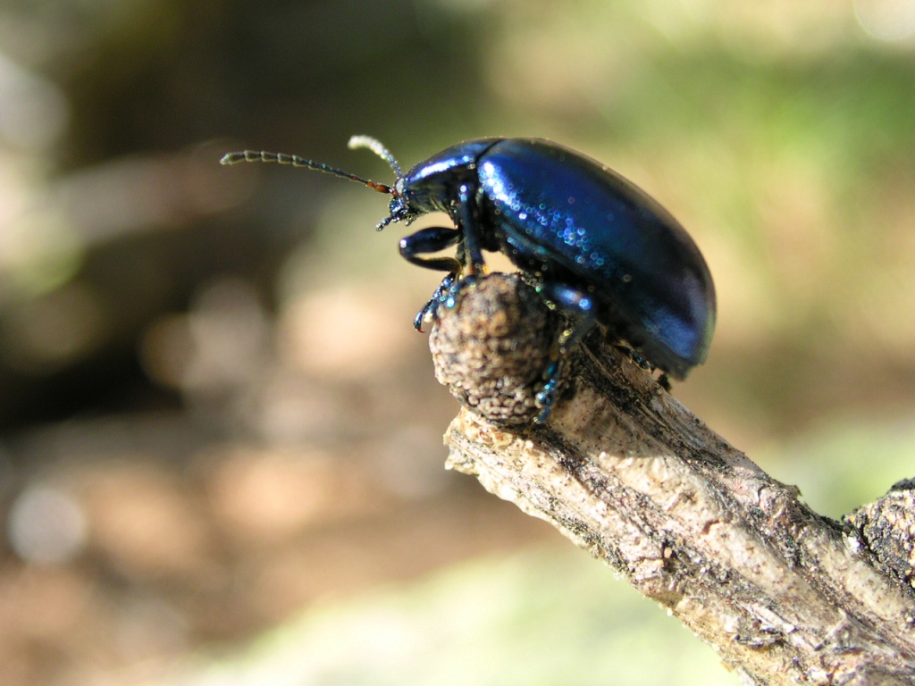 Oreina geminata