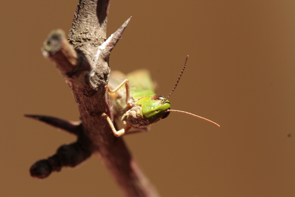 Chorthippus parrallelus