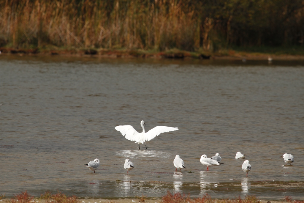 Aigrette garzette