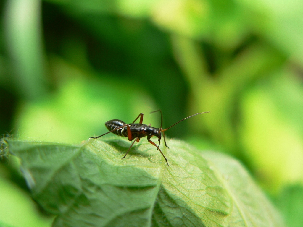 Pithanus maerkeli